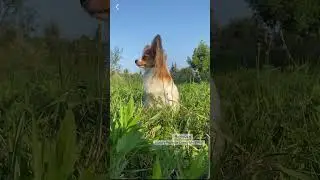 Папийоны в питомнике Лакшери Фаворит 