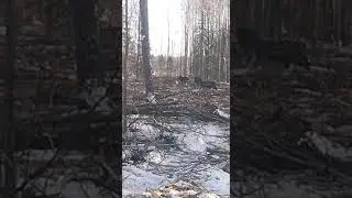 лосики пусть пасутся