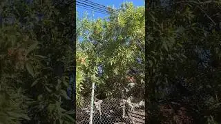 Как растет миндаль #миндаль