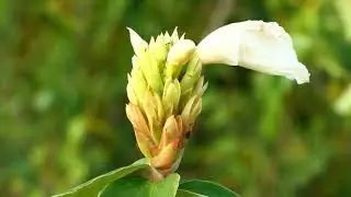 Best relax to see beautiful of flower found at village along to rice field with good view of sunset