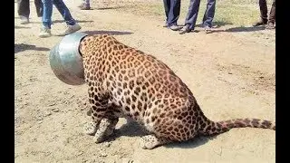 Delhi zoo chidya ghar all animals live video