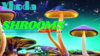 Yhoda, Shrooms 167bpm