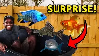 Draining my pond to see what's inside! (BIG SURPRISE)