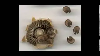 Мальва лесная.  Морщины.  Гнойные угри