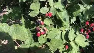 Blackberries