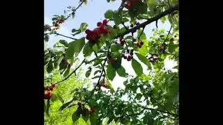 Черешня у Ашота 😋😋😋