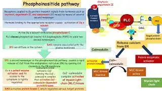 MED LEVEL 3  END 327  BIO LECTURE Signal transduction3
