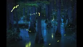 Cypress Firefly - Red List Vulnerable Species