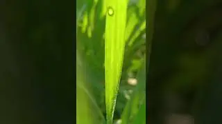 Green grass farm nature video| Nature With PN