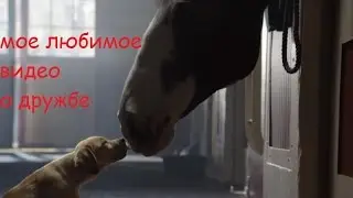 Милая реклама о дружбе щенка и лошади))) Мое любимое видео о дружбе;)