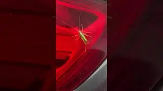 HEY MR. CRICKET THANK YOU FOR VISITING DIRTY CAR AND DIRTY HAND OF CHUBBY 🤪| AMAZINGLY MIRA | #SHORT