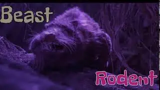 Beast Rodent Solutions