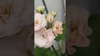 ТА Марсель