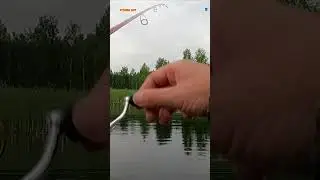 #shorts ПОПЛА ПОППЕР КРАСНОПЕРКА НА ЖАРЕХУ