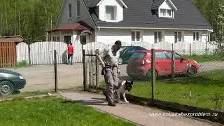 Дрессировка американской акиты Джерри. Комплекс упражнений у калитки усадьбы