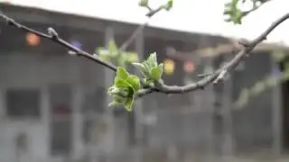 Голубиный питомник