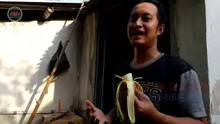 panen pisang mulyo dihalaman rumah || pisang mulyo