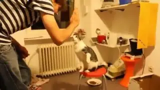 Funny Cats Giving High Fives Compilation 2015  Episode #19
