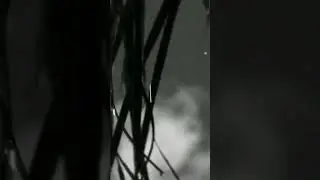 🌧️Nature Sonority🌧️ 