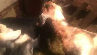 Козы меня не видели неделю.