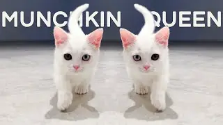Funny and Cute Munchkin Cat, Ore, Reo and Belly - Lucky Paws