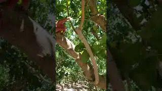 Injerto en machos pistachio