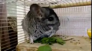 Ксюха ужинает