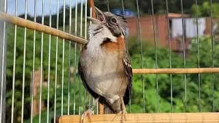TICO-TICO cantando na PUXADA esse tem MELODIA estimule seu tico-tico abri CANTO!