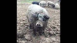 Необычные животные на ферме "Покровские Поляны"