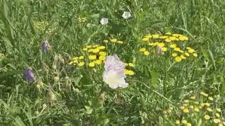 Видеть прекрасное в природе с детства