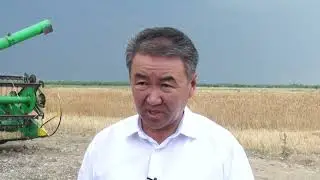 Баткенде буудай орум башталды
