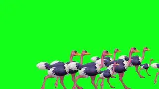 OSTRICH STAMPEDE GREEN SCREEN ! 