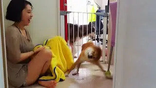 목욕하자고 했더니 서커스하는 시바견 [시베리안허스키(Siberian husky,シベリアンハスキー), 시바견(Shibainu,柴犬),유기견백설]