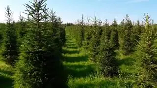 В лесу родилась елочка