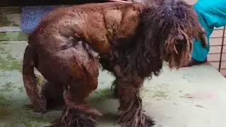 لم يتمكنوا حتى من التعرف عليه  بسبب حالته المؤلمة ! فديو يفطر القلب 😭