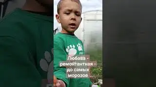 Любава - ремонтная клубника - плодоносит с самой ранней весны до снегов.