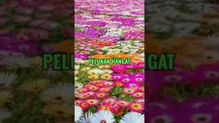 HAL SEDERHANA YANG MEMBUAT ISTRI BAHAGIA #shorts #subscribe #videoshorts