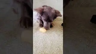 Школа животных