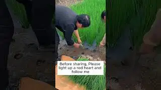 unique eggshell irrigation water  #gardening #agriculture #farming