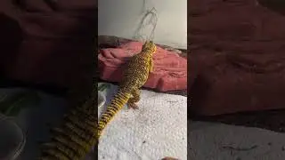 Dancing Lizard: Showing Off Its Sassy Moves!