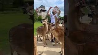 🇨🇿 Zámek Blatná 🦌 / РАБОТА И ЖИЗНЬ В ЧЕХИИ 
