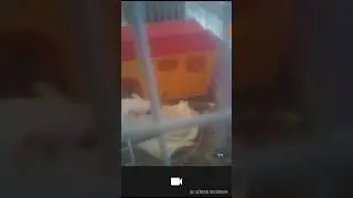 Знакомьтесь-это чипик