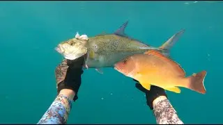 Murky Mornings = Papio Platter // Spearfishing a NEW GUN