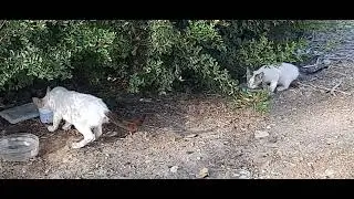 #кошки