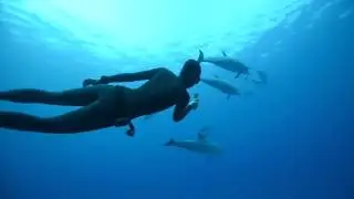 удивительное видео гавайских длиннорылых продельфинов.