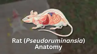 Praktikum Biologi - Anatomi Pseudoruminansia (Tikus)