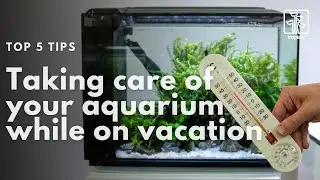 How to take care of your aquarium during the hot summer months | 5 tips
