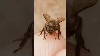🍃🐝🥰🤗 A Bee 💛🌻🌻 || 