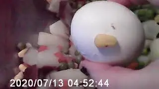 ᴘᴏᴛᴀᴛᴏ ꜱᴀʟᴀᴅ