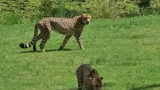 Cheetah